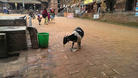 Natural recycling, Dattatraya Square, Bhaktapur
